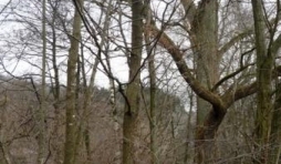 Des arbres de bonne hauteur qui devront etre abattus
