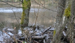 Lierneux. Colloque sur le castor. (3)