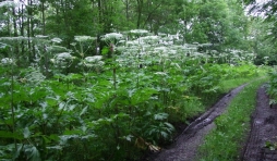 Awan-Aywaille. Berce du Caucase. Eradication.